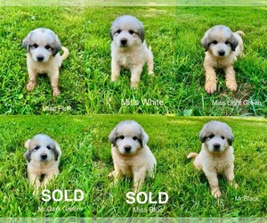 Great Pyrenees Puppy for sale in AMHERST, VA, USA