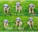 Image preview for Ad Listing. Nickname: Litter of 6