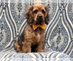 Cocker Spaniel Puppy for sale in LAKELAND, FL, USA