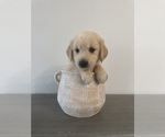 Puppy Bella Golden Retriever