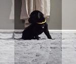 Small #1 German Shorthaired Lab