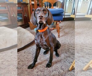 Mother of the German Shorthaired Pointer puppies born on 10/24/2020