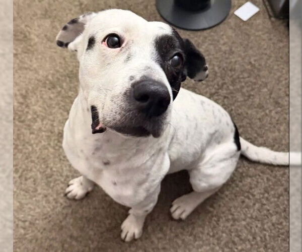 Medium Photo #2 Mutt Puppy For Sale in Las Vegas, NV, USA