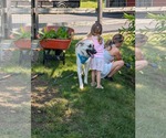 Small #3 Mutt