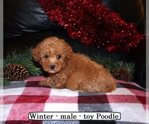 Poodle (Toy) Puppy for Sale in CLARKRANGE, Tennessee USA