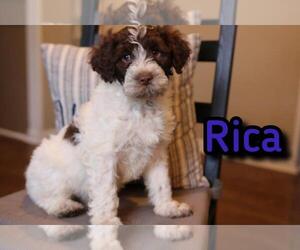 Portuguese Water Dog Puppy for Sale in MANASSAS, Virginia USA