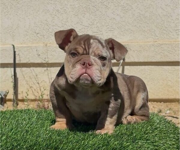 Medium Photo #1 English Bulldog Puppy For Sale in NORTHBROOK, IL, USA