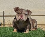 FUTURE - Male English Bulldog Puppy for Sale - Small photo