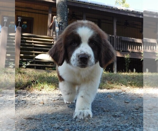 Medium Photo #9 Newfoundland Puppy For Sale in CLINTON, AR, USA