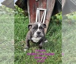 Puppy 4 Olde English Bulldogge