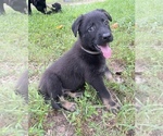 Puppy Gray German Shepherd Dog