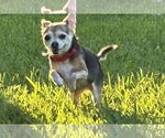 Small #36 Chihuahua Mix
