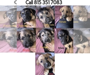 Mutt-Unknown Mix Puppy for sale in KANKAKEE, IL, USA