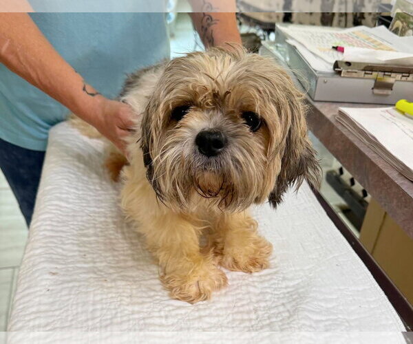 Medium Photo #1 Shih Tzu Puppy For Sale in Benton, LA, USA