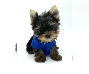 Yorkshire Terrier Puppy for sale in CORAL SPRINGS, FL, USA