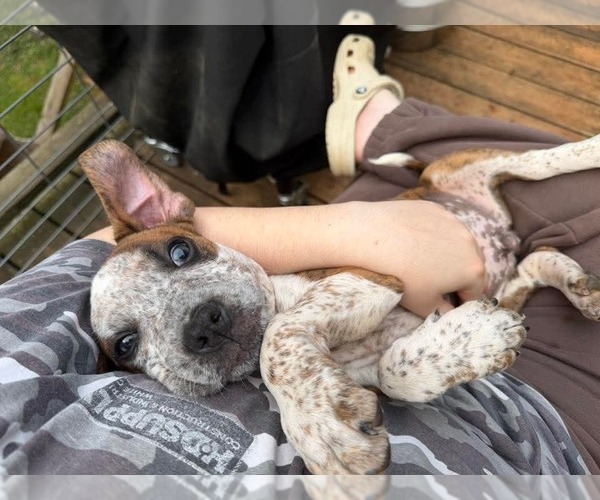 Medium Photo #3 Boxer-Unknown Mix Puppy For Sale in Calhoun, GA, USA