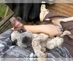 Small #2 Boxer Mix
