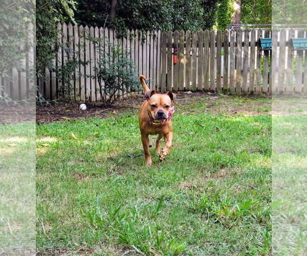 Medium Photo #13 Buggs Puppy For Sale in Garner, NC, USA