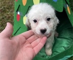 Small Photo #2 Wapoo Puppy For Sale in SAINT AUGUSTINE, FL, USA