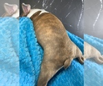 Small #4 Boston Terrier