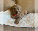 Small #2 Goldendoodle