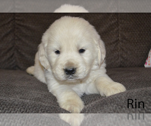 Golden Retriever Puppy for sale in GOSHEN, OH, USA