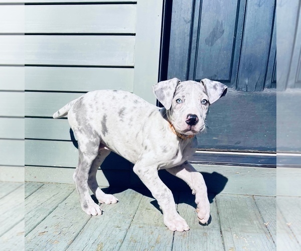 Medium Photo #2 Great Dane Puppy For Sale in HEBRON, CT, USA