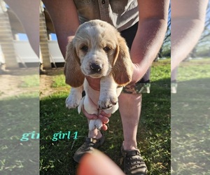 Basset Hound Puppy for sale in BARTLETTSVILLE, IN, USA