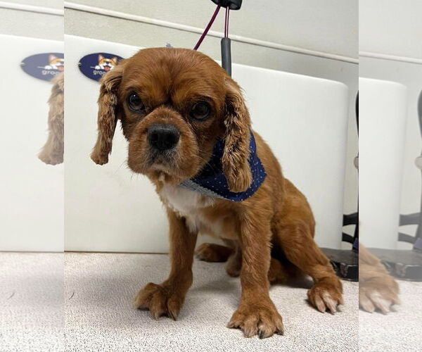 Medium Photo #1 Cavalier King Charles Spaniel Puppy For Sale in Sioux Falls, SD, USA