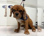 Small Cavalier King Charles Spaniel