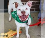 Small #6 American Pit Bull Terrier-Bulldog Mix
