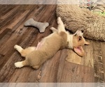 Small #4 Pembroke Welsh Corgi