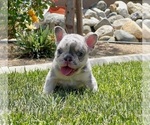 Small Photo #6 French Bulldog Puppy For Sale in BIRMINGHAM, AL, USA
