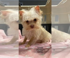 Yorkshire Terrier Puppy for sale in CENTREVILLE, AL, USA