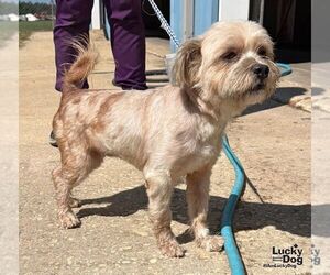 Midgi - Female Shih Tzu-Unknown Mix Dog for Adoption - Photo #4