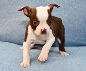 Boston Terrier Puppy for sale in HOMINY, OK, USA