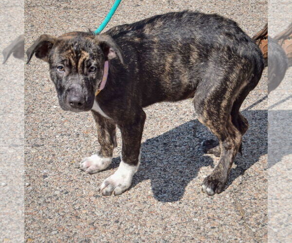 Medium Photo #2 Boxapoint Puppy For Sale in Huntley, IL, USA