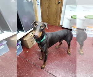 Doberman Pinscher Dogs for adoption in Minneaoplis, MN, USA