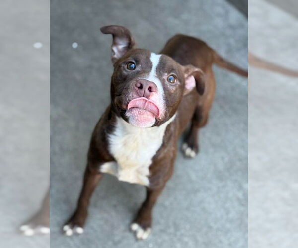 Medium Photo #6 American Pit Bull Terrier-Unknown Mix Puppy For Sale in Crete, IL, USA