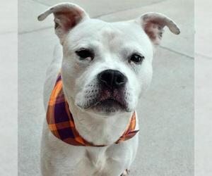 Mutt Dogs for adoption in Tulsa, OK, USA