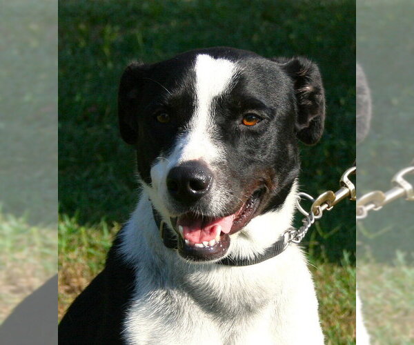 Medium Photo #4 Labrador Retriever-Unknown Mix Puppy For Sale in Linton, IN, USA
