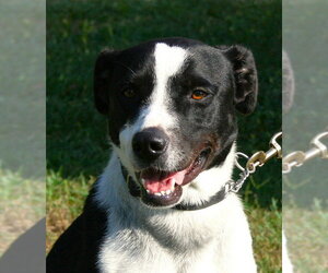 Sunshine - Female Labrador Retriever-Unknown Mix Dog for Adoption - Photo #4