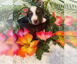 Australian Shepherd Puppy for sale in PORT SAINT LUCIE, FL, USA