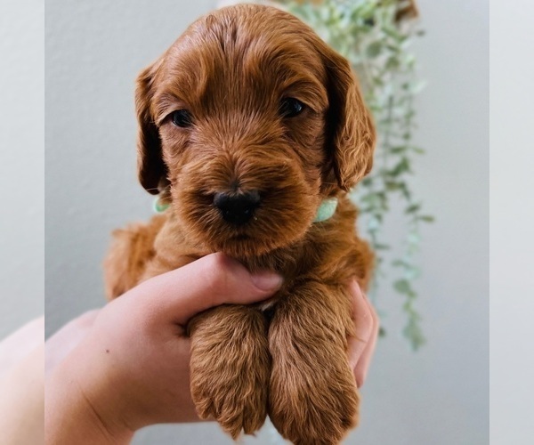 Medium Photo #1 Australian Labradoodle Puppy For Sale in SEATTLE, WA, USA