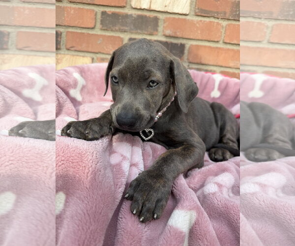 Medium Photo #3 Mutt Puppy For Sale in Goodyear, AZ, USA