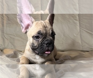 French Bulldog Puppy for sale in STATEN ISLAND, NY, USA