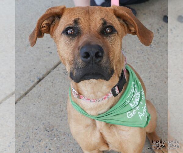 Medium Photo #3 Black Mouth Cur-Boxer Mix Puppy For Sale in Washington, DC, USA