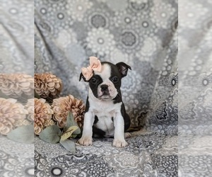 Boston Terrier Puppy for sale in RISING SUN, MD, USA