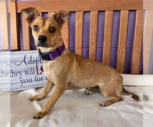Chihuahua-Unknown Mix Dogs for adoption in Genesee, WI, USA