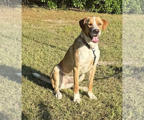 Medium Photo #6 Labralas Puppy For Sale in Attalka, AL, USA